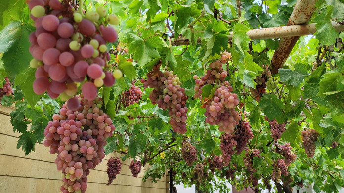 Dagestan nurseries prepare record harvest of grape seedlings