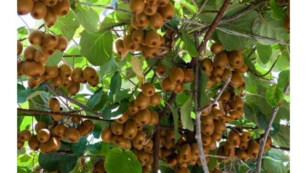 Kiwi orchard to be expanded to 100 hectares In Dagestan