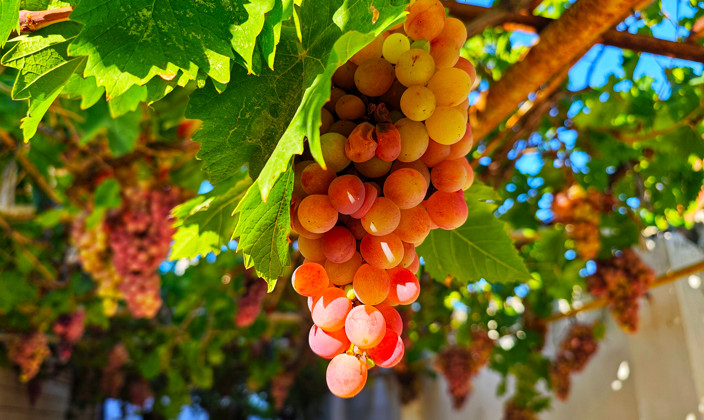 Grape processing volume in Dagestan increases by 16%