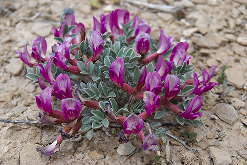Five plant species new to Russia discovered in Dagestan 