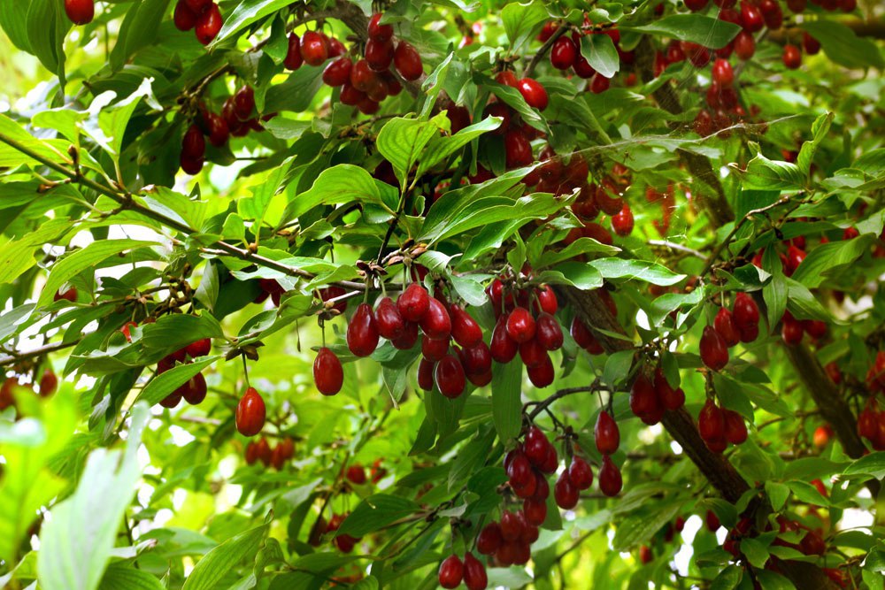 Dagestan starts harvesting region's first dogwood crop