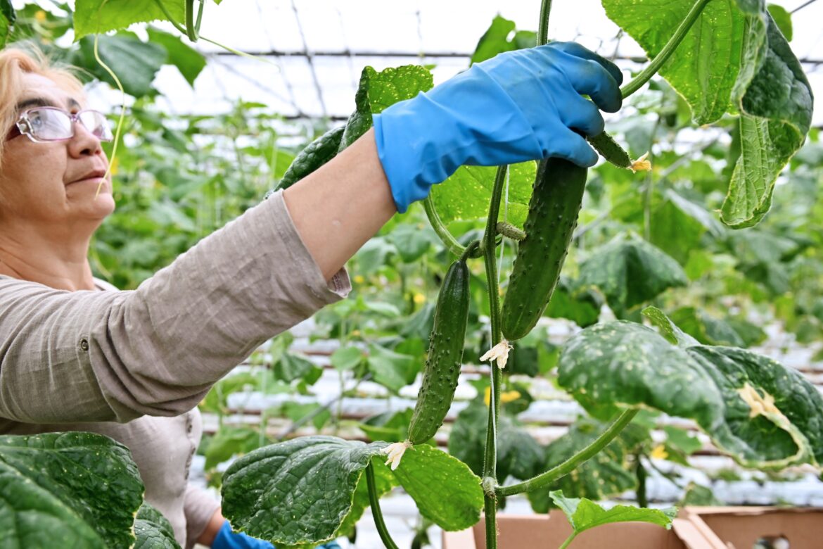 Vegetable production grows by 14% in Dagestan