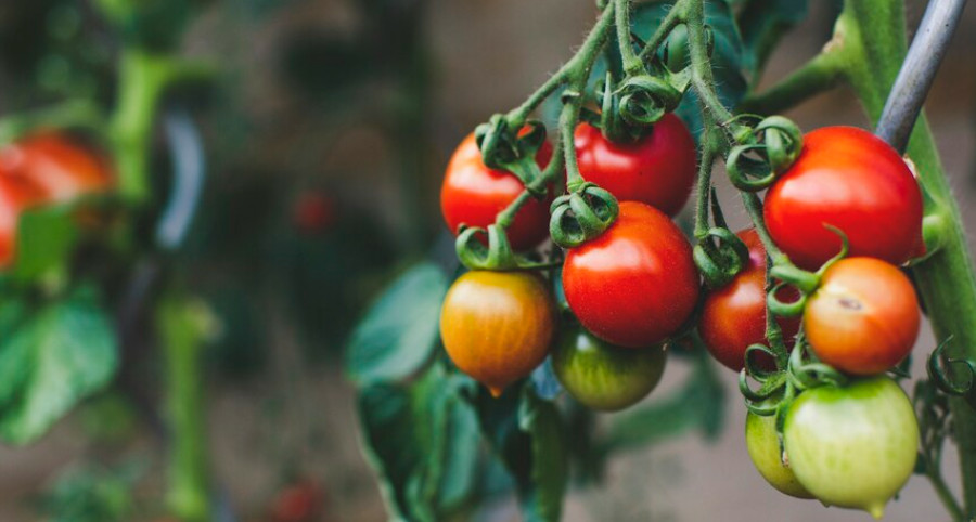 Pepino mosaic virus hits crops in Dagestan