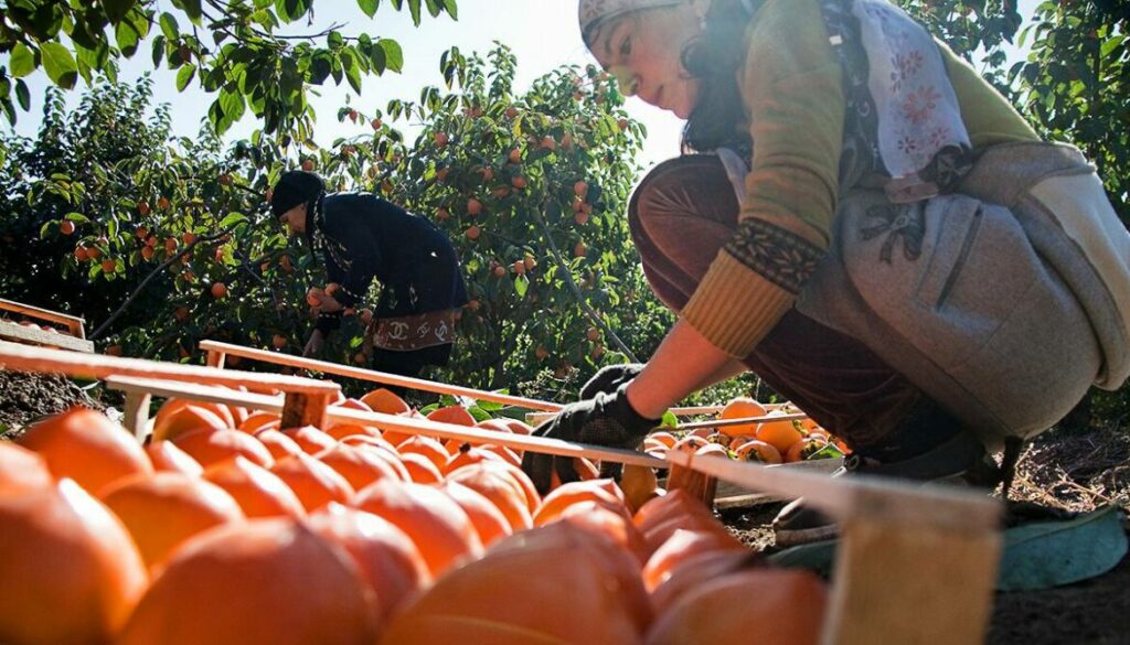 Dagestan Aims to Harvest Over 6,000 Tons of Persimmons This Year