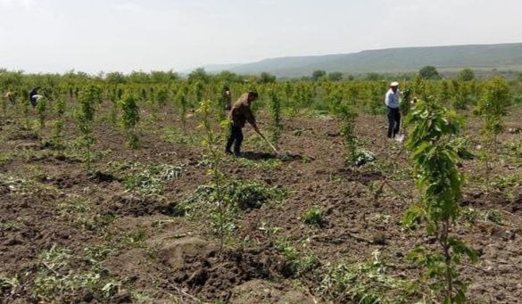 Production of home-grown seedlings triples in Dagestan