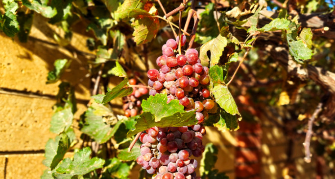 Dagestan's vineyards to receive over RUB 1 billion in federal subsidies
