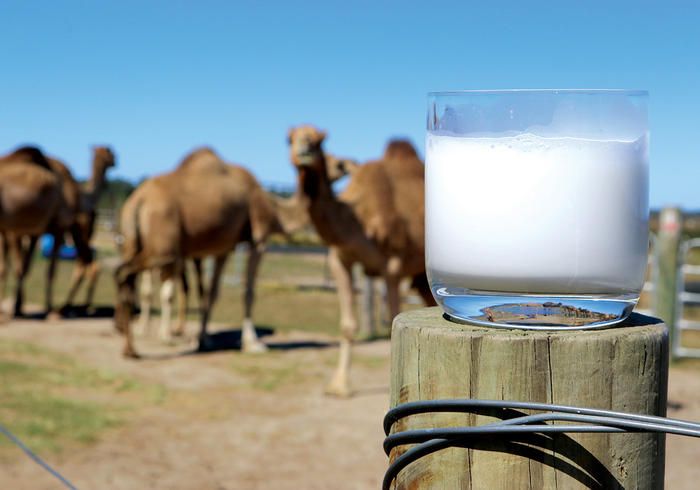 Camel milk produced in Dagestan tested for GOST compliance