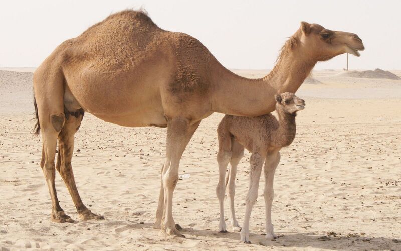 Tourist route linking camel breeding farms to be created in Dagestan