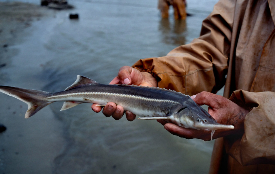 Caspian sturgeon on verge of extinction