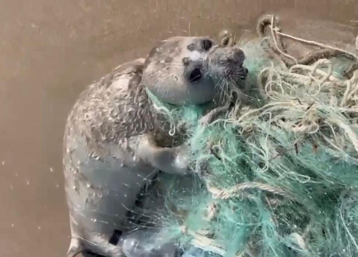 Emergency Situations Ministry officer rescues baby seal in Dagestan