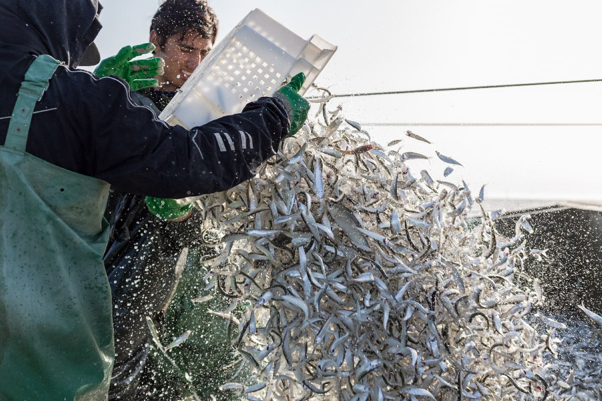 Volume of fish caught in Dagestan decreases slightly in 2024