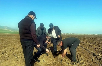 Large-scale potato planting project launched in Dagestan