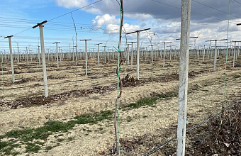 Russia's largest kiwi orchard planted in Dagestan