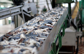 Fish processing boosts in three times in Dagestan in 2024