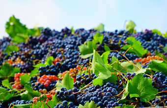 Approx 25 thousand tons of grapes harvested in Dagestan
