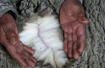 Investment ventures worth RUB 350 million to be implemented in Dagestan as part of wool cluster project