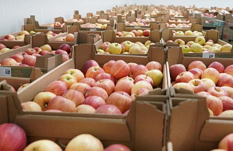 Dagestan to launch fruit storage facilities for 68.8 thousand tons