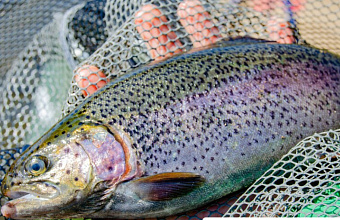 Trout basin-type farm to be built in Dagestan