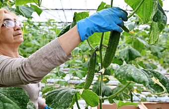 Vegetable production grows by 14% in Dagestan