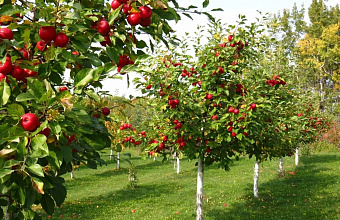 Azerbaijan invests RUB 150 million to plant fruit orchards in Dagestan