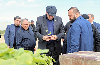 50 hectares of courgettis first time planted in Dagestan