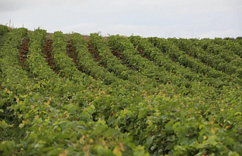 Almost 1 thousand hectares of new vineyards planted in Dagestan in spring of 2024