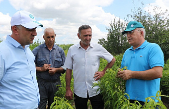 Dagestan provides 80% of its own needs for seedlings of fruit crops