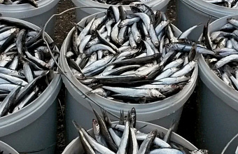 Sprat production decreases in Dagestan 