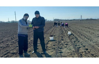 200 thousand stone fruit seedlings to be grown in Dagestan