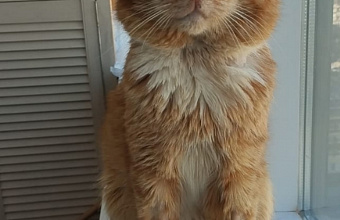 Hachiko - cat who lived on his owner’s grave in Dagestan passes away
