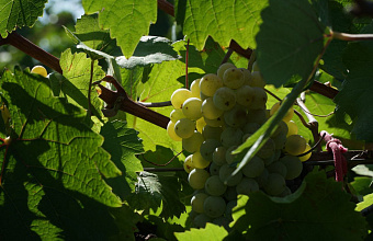 Large winery in Dagestan increases area planted with 'sun berries'