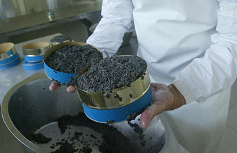 Fish complex in Dagestan produces 5 tonnes of black caviar