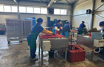 Plants and factories increase processing of fruit and vegetables by 30% in Dagestan