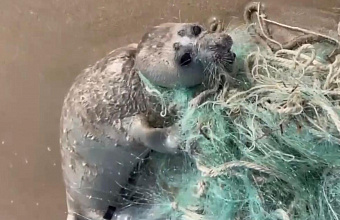 Emergency Situations Ministry officer rescues baby seal in Dagestan