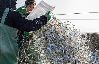 Volume of fish caught in Dagestan decreases slightly in 2024